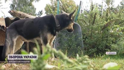 Бросили, убегая от войны – на Киевщине появилось много бездомных животных