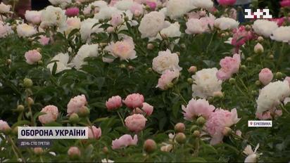 На Буковині показують квіти, один кущ яких коштує 10 тисяч гривень