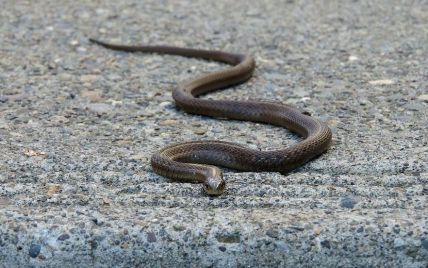 Змеи покусали трех человек во Львовской области: в каком они состоянии