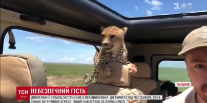 В Танзании к туристам в авто запрыгнул гепард