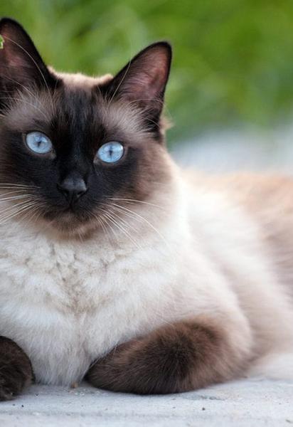 7 порід котів, які найгірше переносять самотність