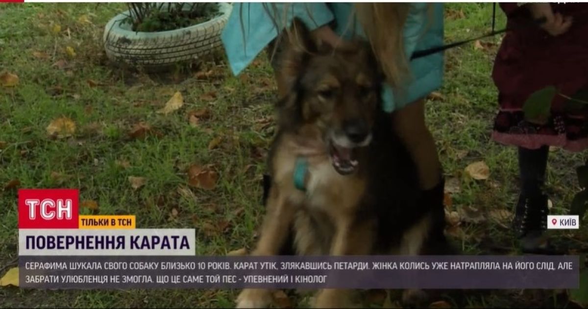 пес, собака, киев, возвращение
