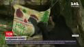 У колумбійському зоопарку звірів почастували святковими смаколиками | Новини світу