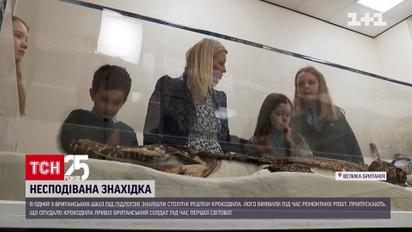 В британской школе обнаружили скелет столетнего крокодила