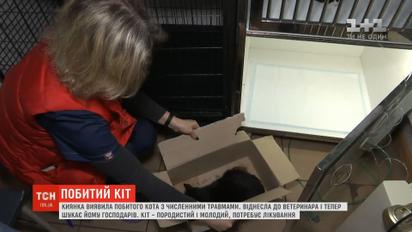 С разбитой челюстью и изуродованным глазом: киевлянка обнаружила кота с многочисленными травмами