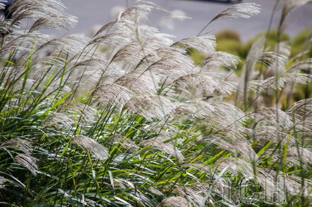 Міскантус / © Credits