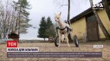 Новини світу: у Німеччині створили візок для травмованої під час народження альпаки
