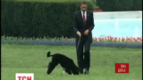 В США злоумышленник пытался украсть собаку Обамы
