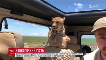 У Танзанії до туристів в авто застрибнув гепард