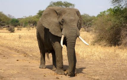 Прощання матері: з'явилися кадри з церемонії поховання слоненяти в заповіднику Намібії