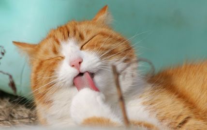 В Британии новый коронавирус впервые обнаружили у кота