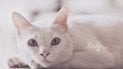 Правда ли, что большинство белых кошек глухие