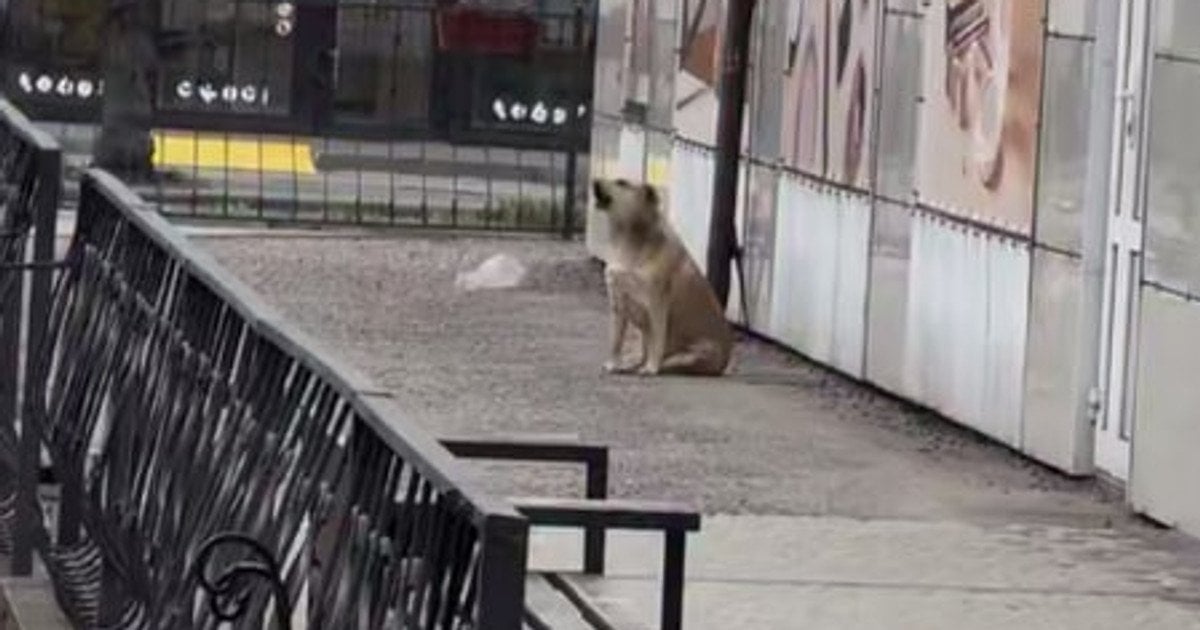 Собака співає гімн