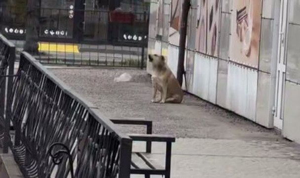 Після хвилини мовчання: Мережу замилували кадри, на яких собака "підспівує" Гімну України