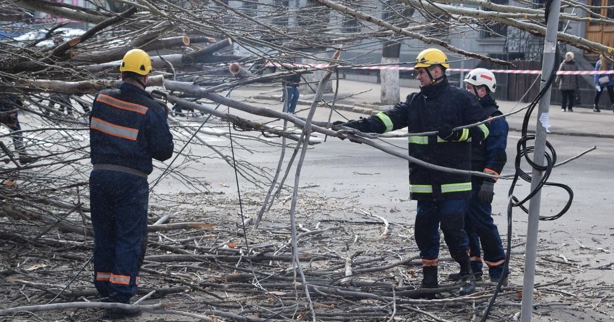 В Ивано-Франковской области дерево ветром снесло на дорогу. Пострадал пассажир автобуса