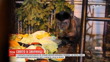 В харьковском зоопарке отпраздновали 30-летний юбилей бурого капуцина по имени Гномик