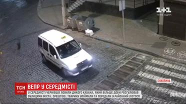 В Черновцах полиция и спасатели ловили кабана, который разгуливал по центру города