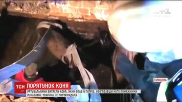 На Сумщині пожежними рукавами діставали коня, який впав у погріб