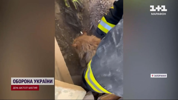 Кот под завалами