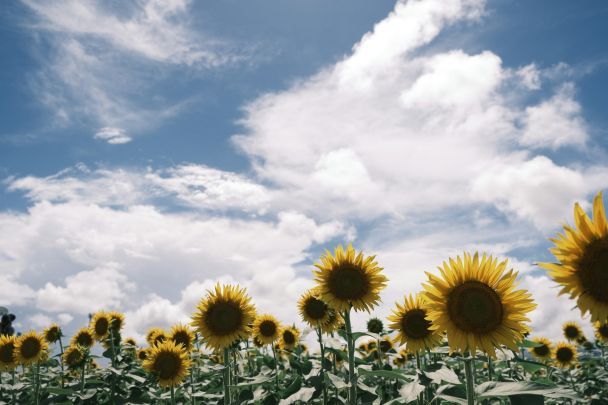 Народные приметы 12 августа / © Unsplash