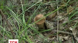 В Україні вродили гриби, котрих до початку осені ще не повинно бути