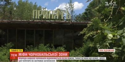Природа навколо Чорнобиля відновлюється після пожеж