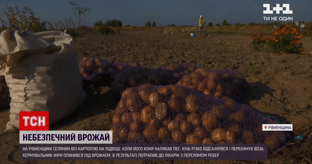 У Рівненській області чоловіка причавило картоплею