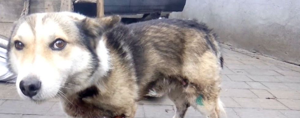 В Киевской области приют для животных отрезало от мира из-за непогоды: сотням животных грозит голод