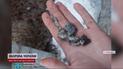 Ночная атака "Шахедами". Сколько налущила дронов ПВО, а где все же были попадания