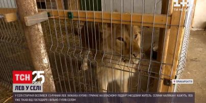 В прикарпатской деревне житель выгуливает льва без намордника в обычном поводке для собак | Новости Украины