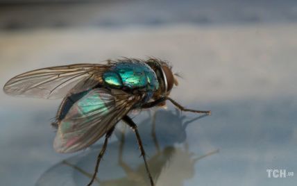 Як позбутися мух без побутової хімії