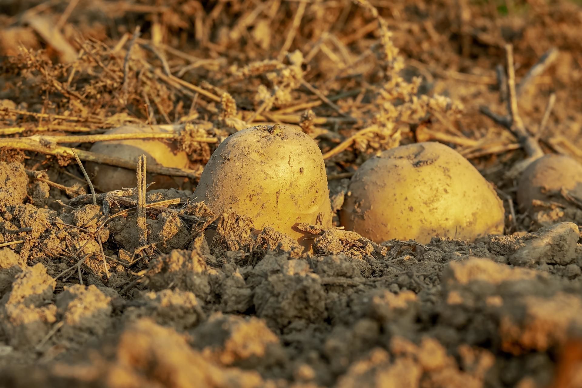 Підготовка до висаджування картоплі в червні / © pixabay.com