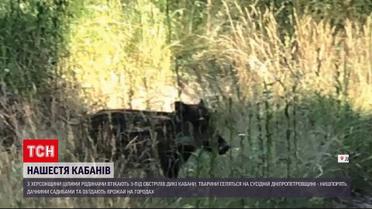 Налякані війною дикі кабани масово евакуювалися на Дніпропетровщину