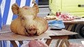 До Росії ввезли майже тонну зараженого африканською чумою м'яса