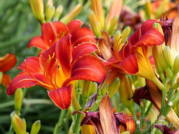 Лілійники / © Credits