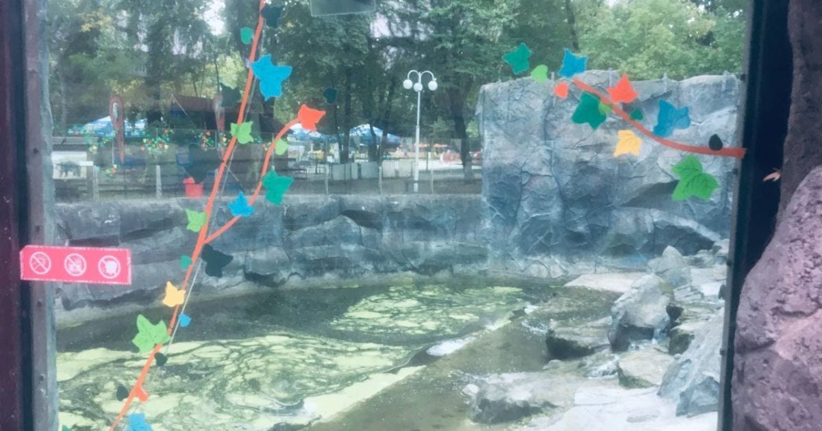 В Києві у зоопарку тріснуте скло у вольєрі з ведмедями заклеїли аплікацією / © РБК-Украина