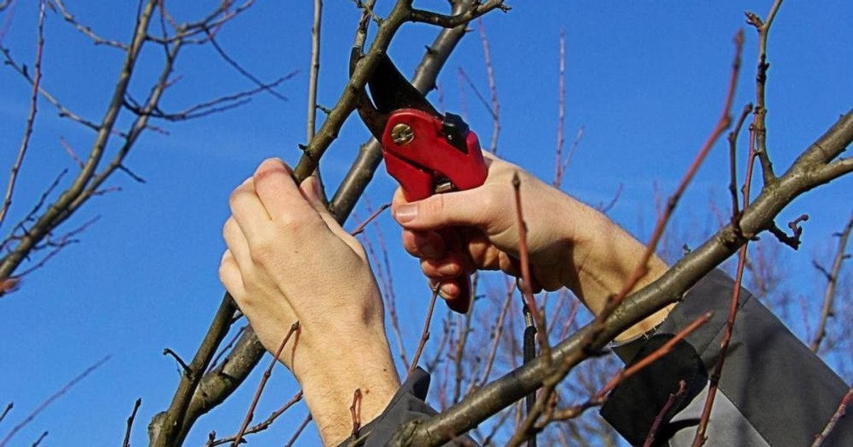 Рослини, які обрізають в грудні