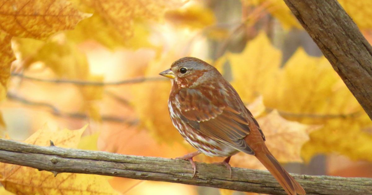 В Україну йде потепління