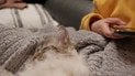 Почему кот спит рядом с хозяином
