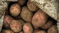 Как сохранить картофель от прорастания