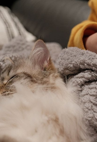 Почему кот спит рядом с хозяином