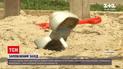Новости Украины: подростку, которого подозревают в убийстве 6-летней девочки, избрана мера пресечения