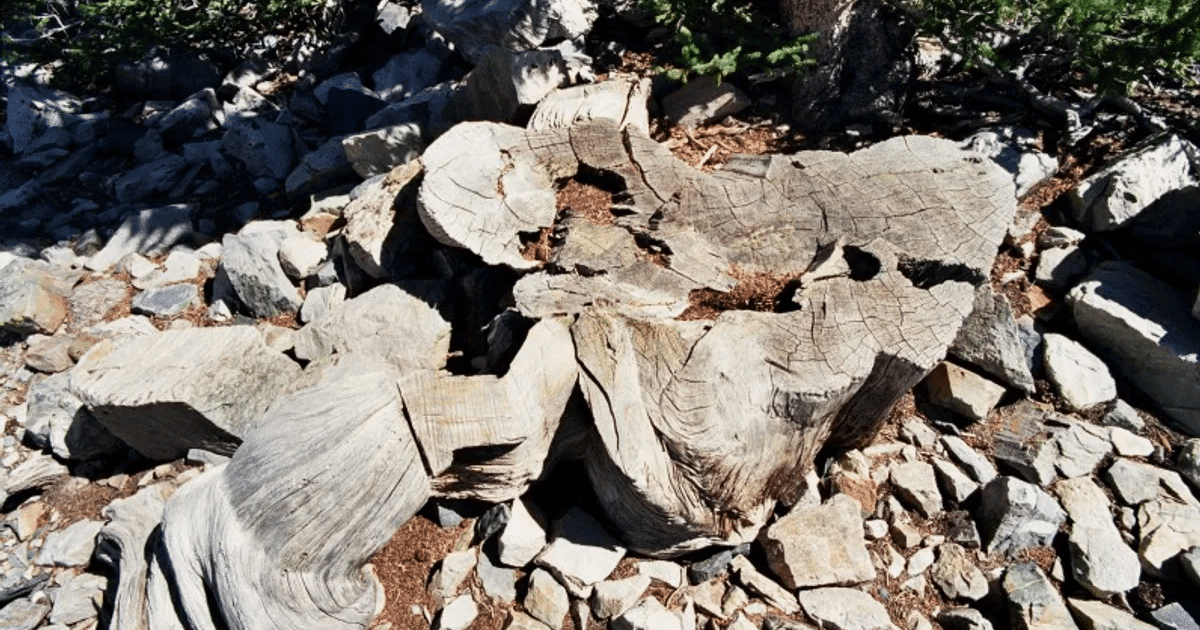 Все, що залишилося від дерева