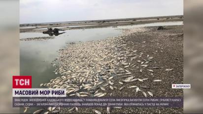 Карасі, сазани, судак: страшний мор риби на Запоріжжі