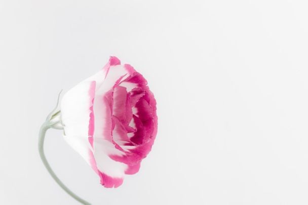 Як правильно виросити розсаду еустоми / © Unsplash