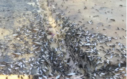 Великобритания страдает от нашествия "армии" муравьев и гигантских мух
