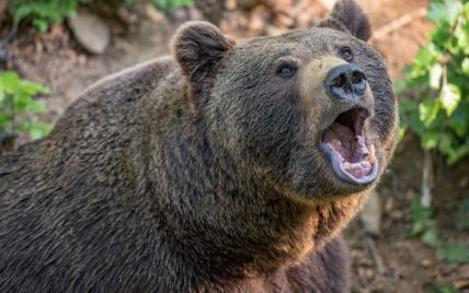 В Румынии курортный город "оккупировали" медведи: животные забираются в магазины и дома местных жителей