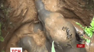 В Індії влаштували рятувальну операцію, аби дістати дворічне слоненятко з дна колодязя