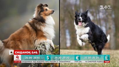 Собаки способны снижать уровень стресса у студентов - ученые Вашингтонского университета