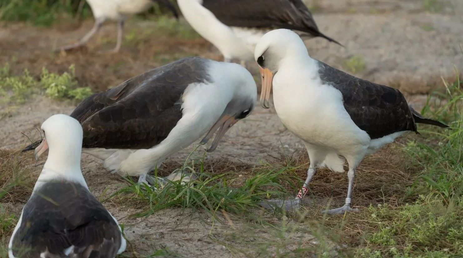 Найстаріша у світі дика пташка Вісдом відклала яйце / Фото: USFWSPacific/X / © 